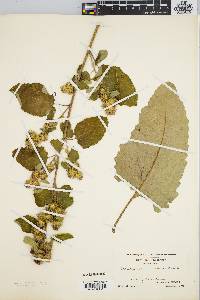 Arctium minus image