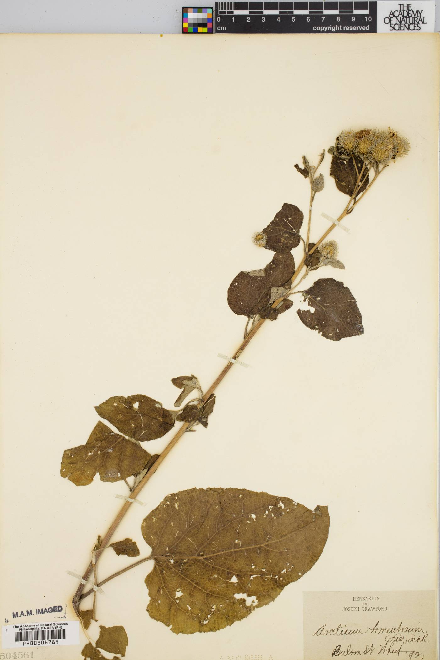 Arctium tomentosum image
