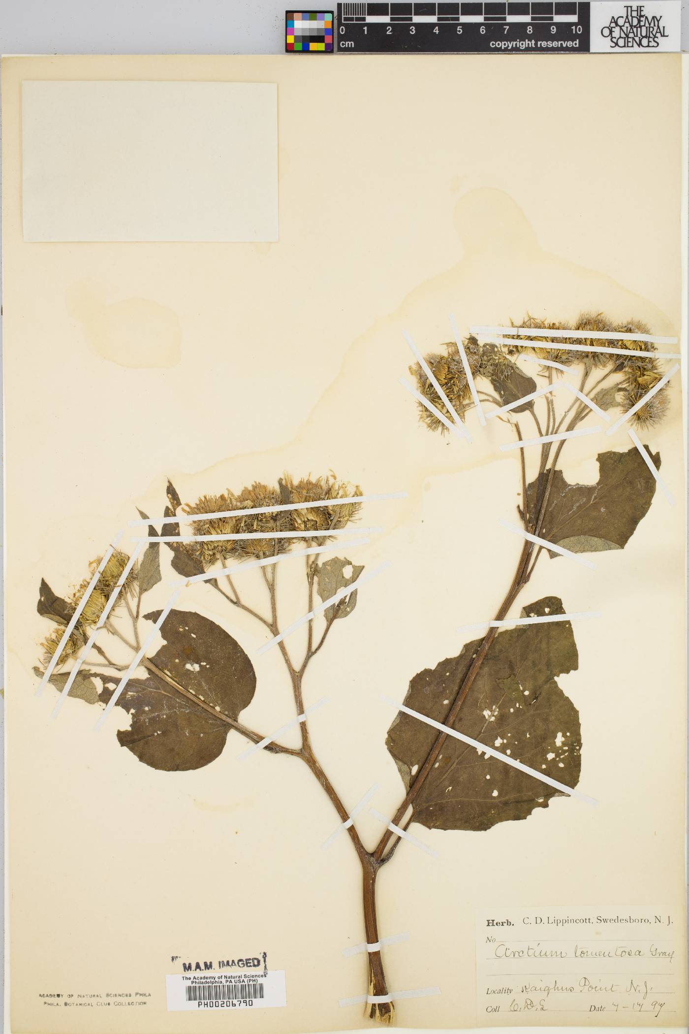 Arctium tomentosum image