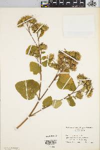 Arctium tomentosum image