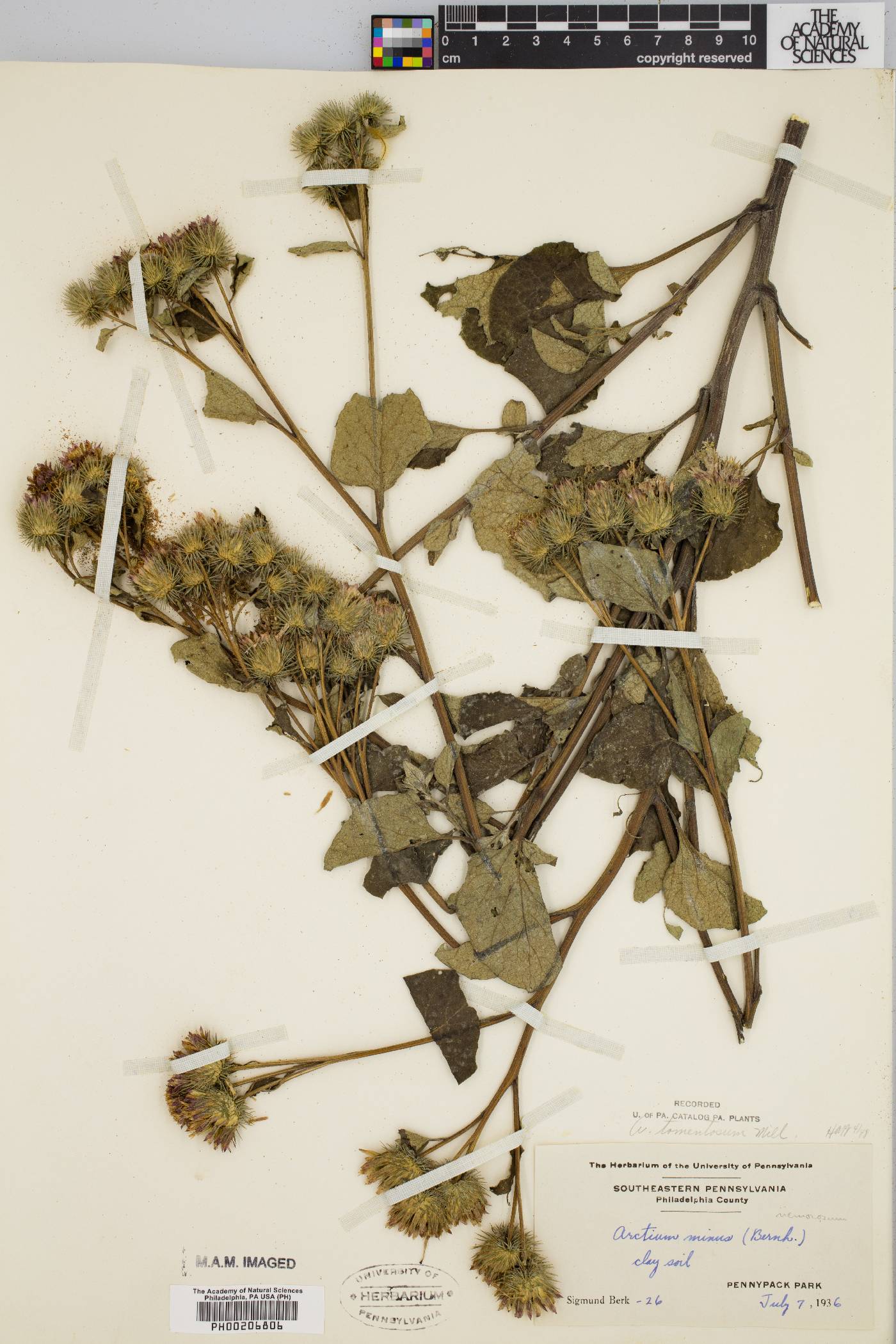 Arctium tomentosum image