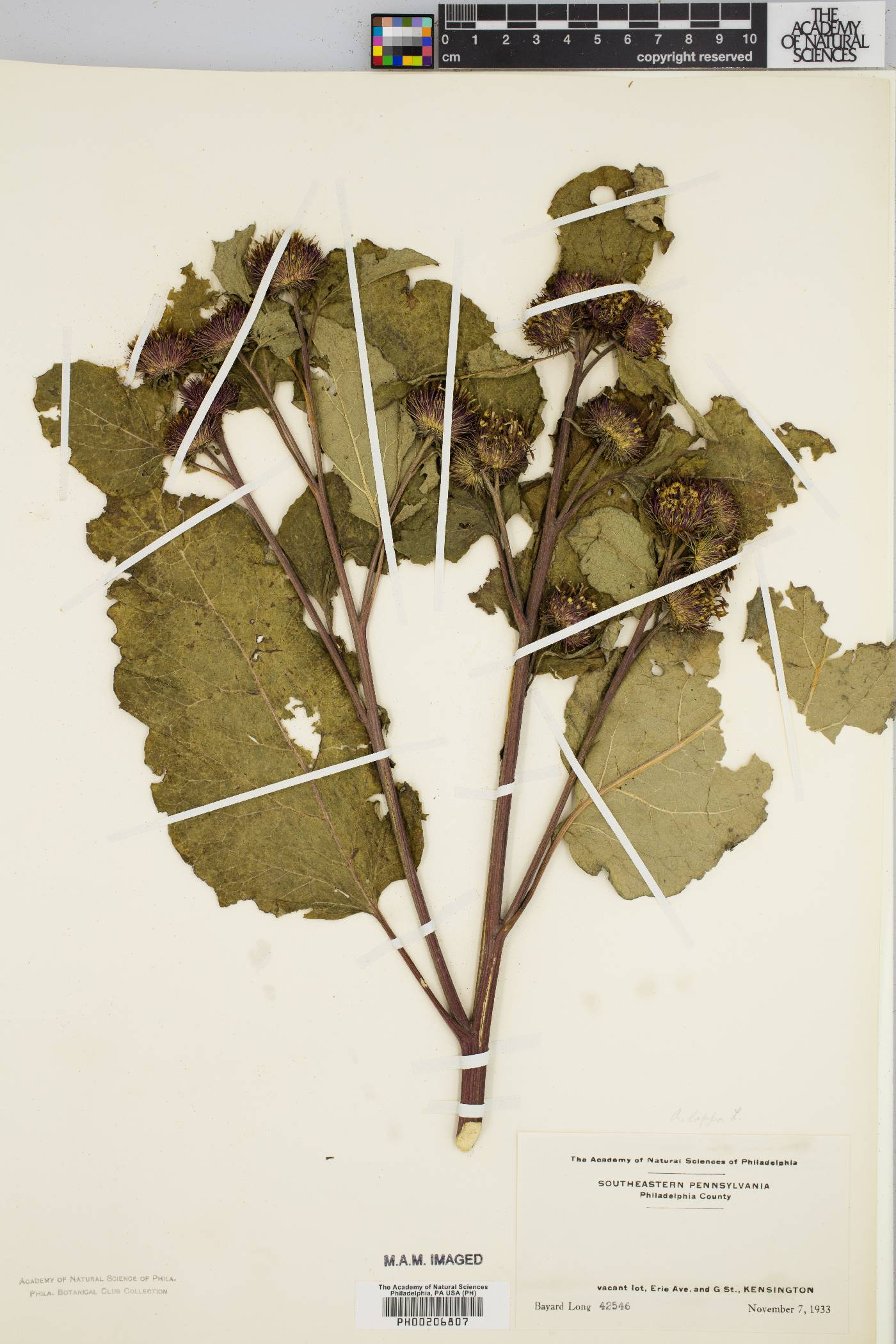 Arctium tomentosum image