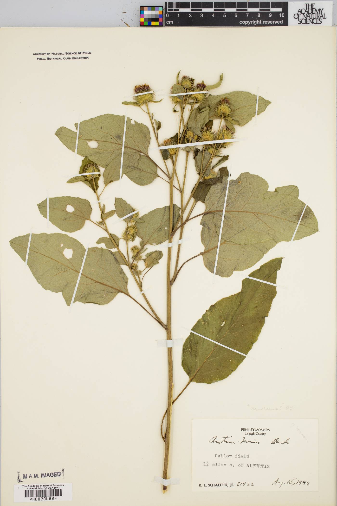 Arctium nemorosum image