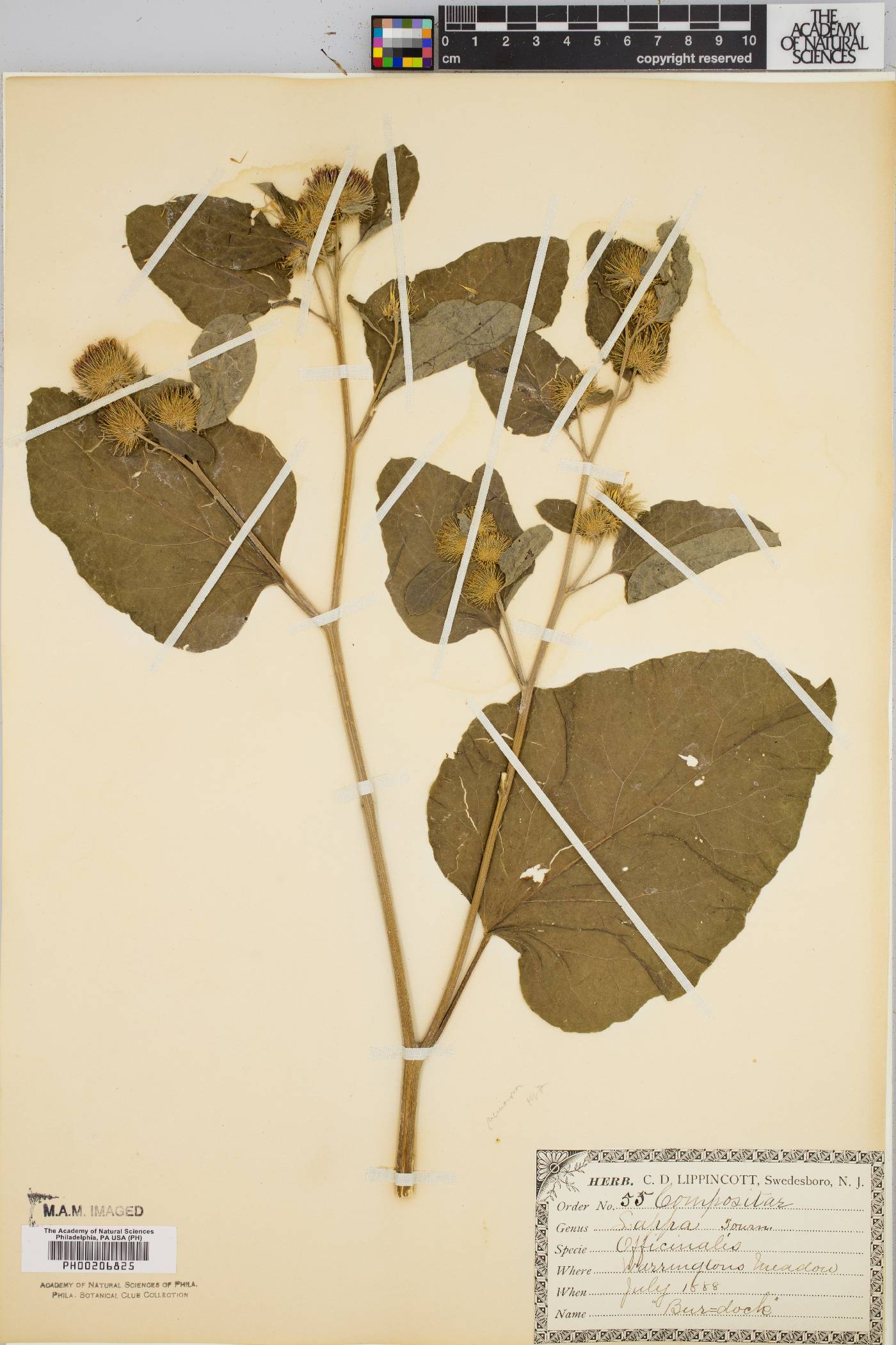 Arctium nemorosum image