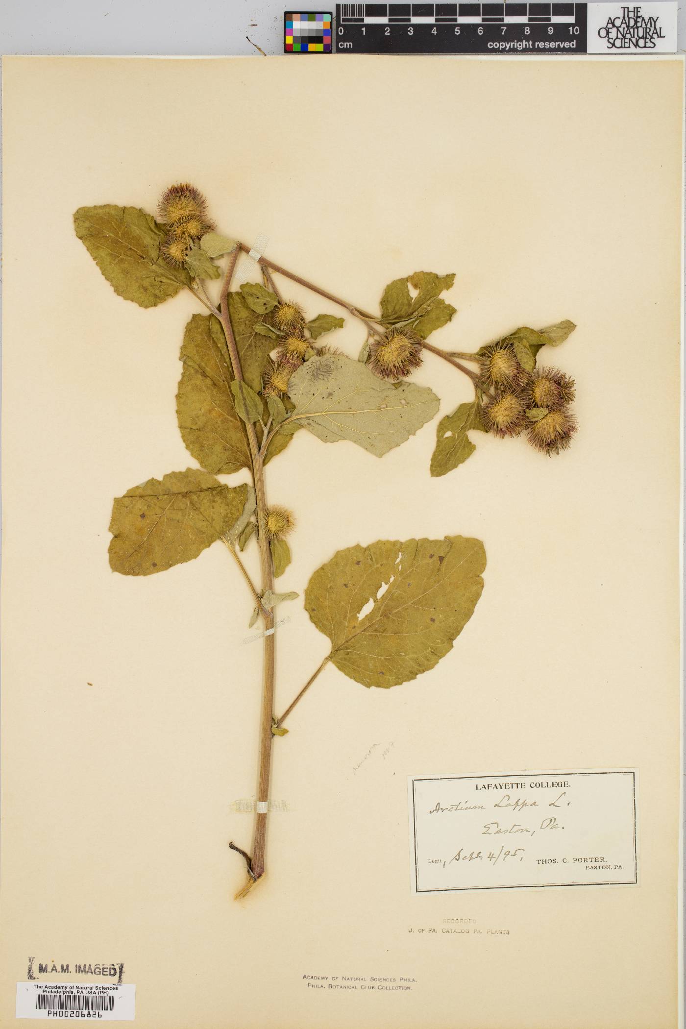 Arctium nemorosum image