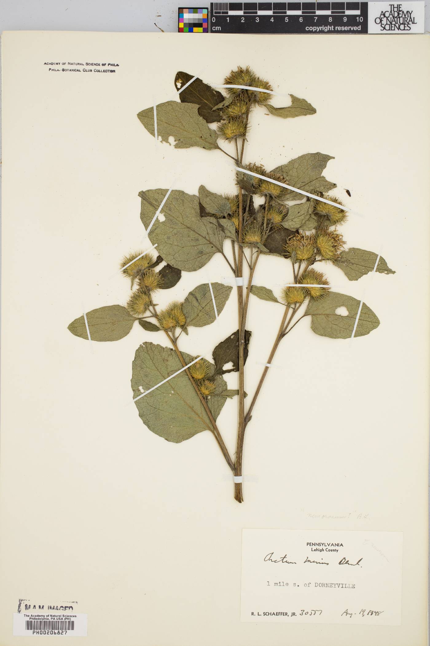 Arctium nemorosum image