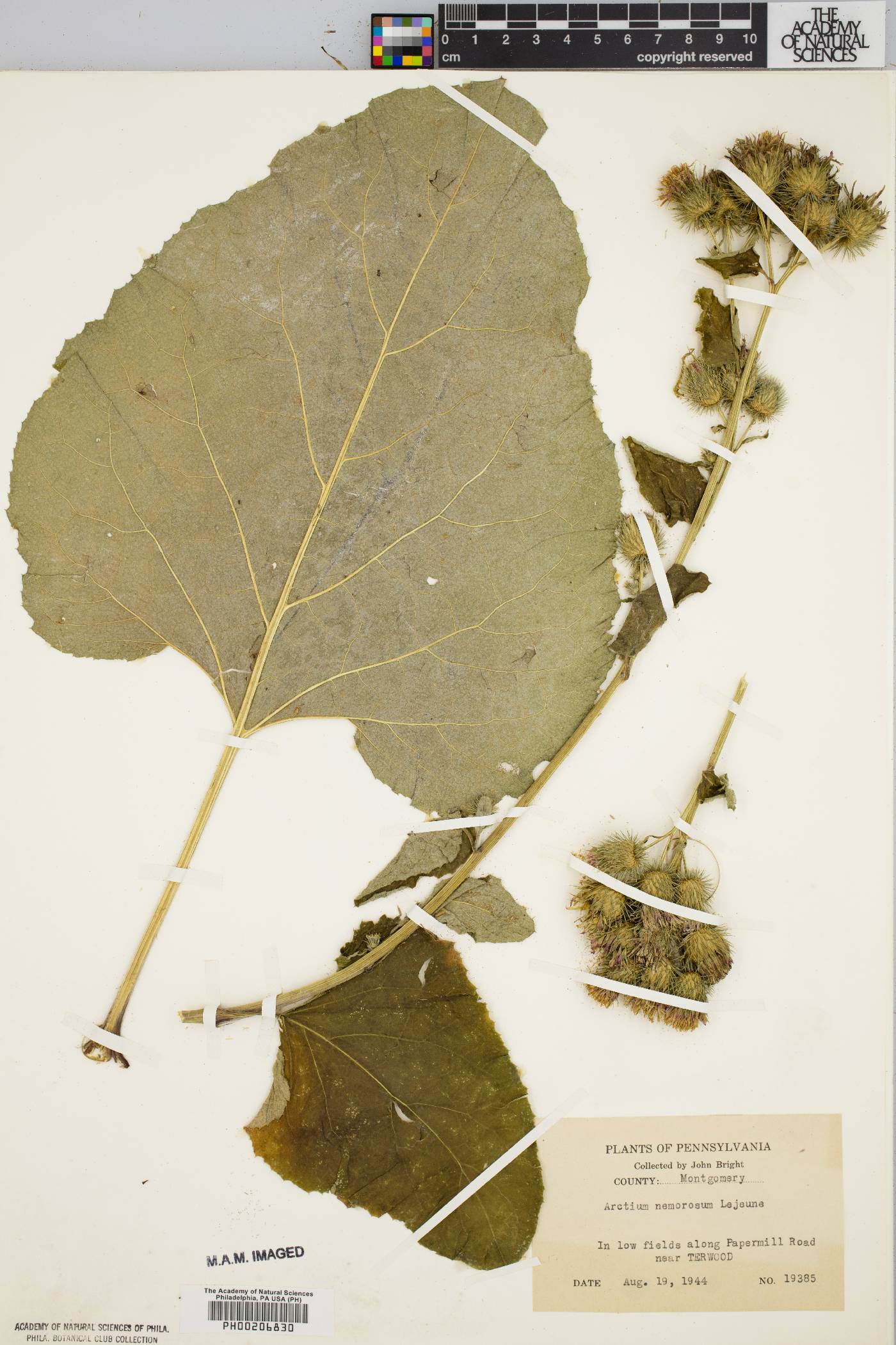 Arctium nemorosum image