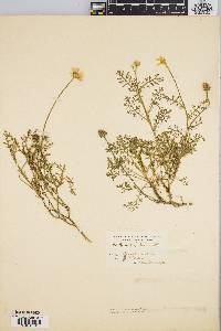 Anthemis arvensis image