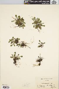 Antennaria howellii subsp. neodioica image