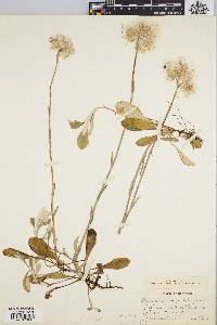 Antennaria occidentalis image