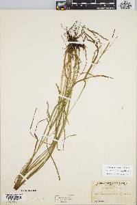 Carex debilis var. rudgei image