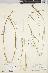 Carex debilis var. rudgei image