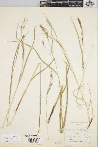 Carex debilis var. debilis image