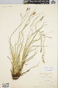 Carex debilis var. rudgei image