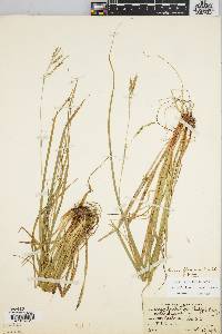 Carex debilis var. rudgei image