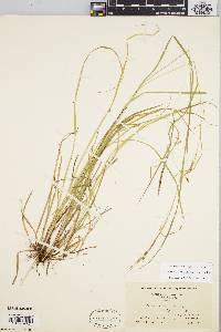 Carex debilis var. rudgei image