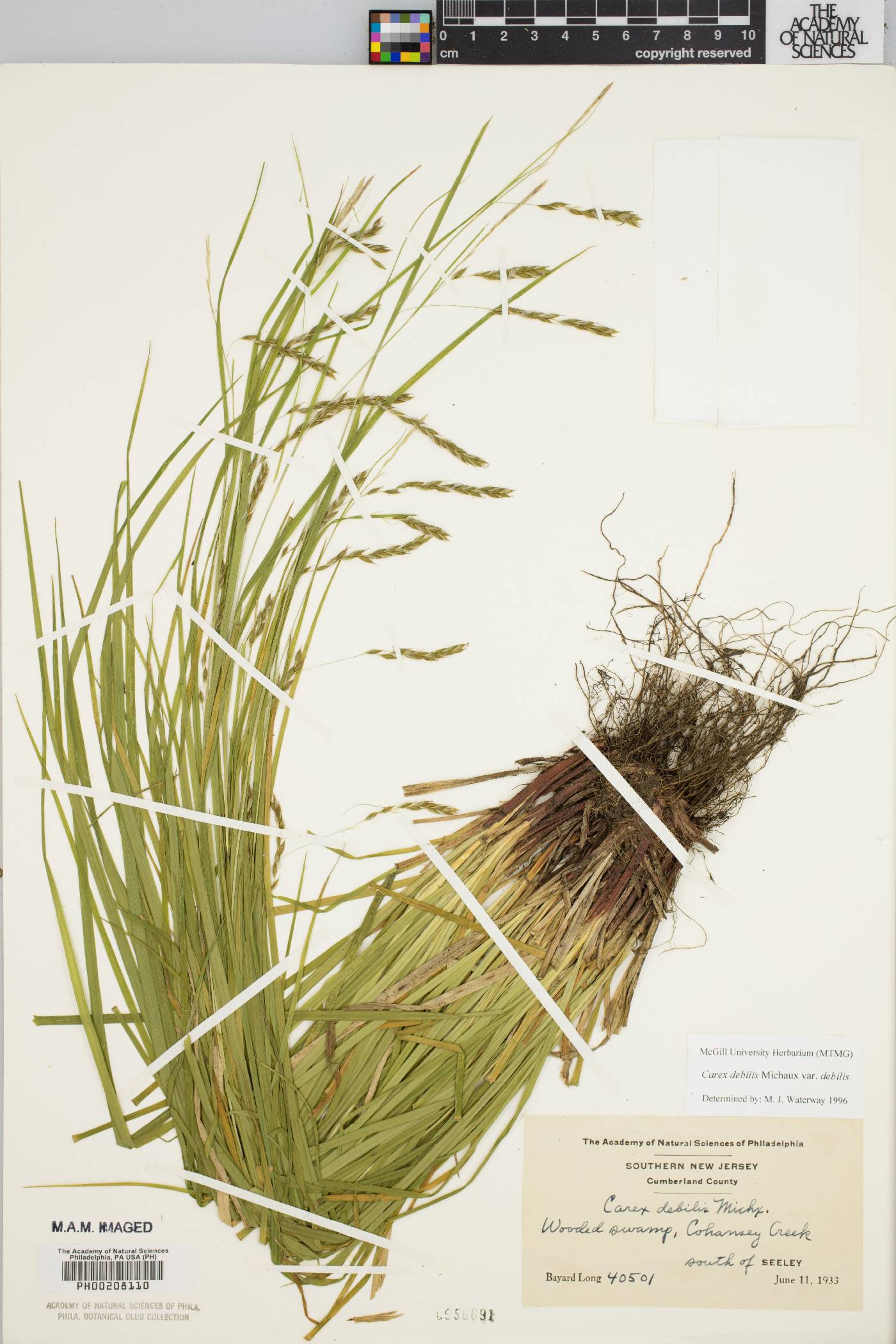 Carex debilis var. debilis image