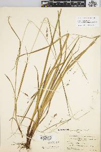 Carex venusta image