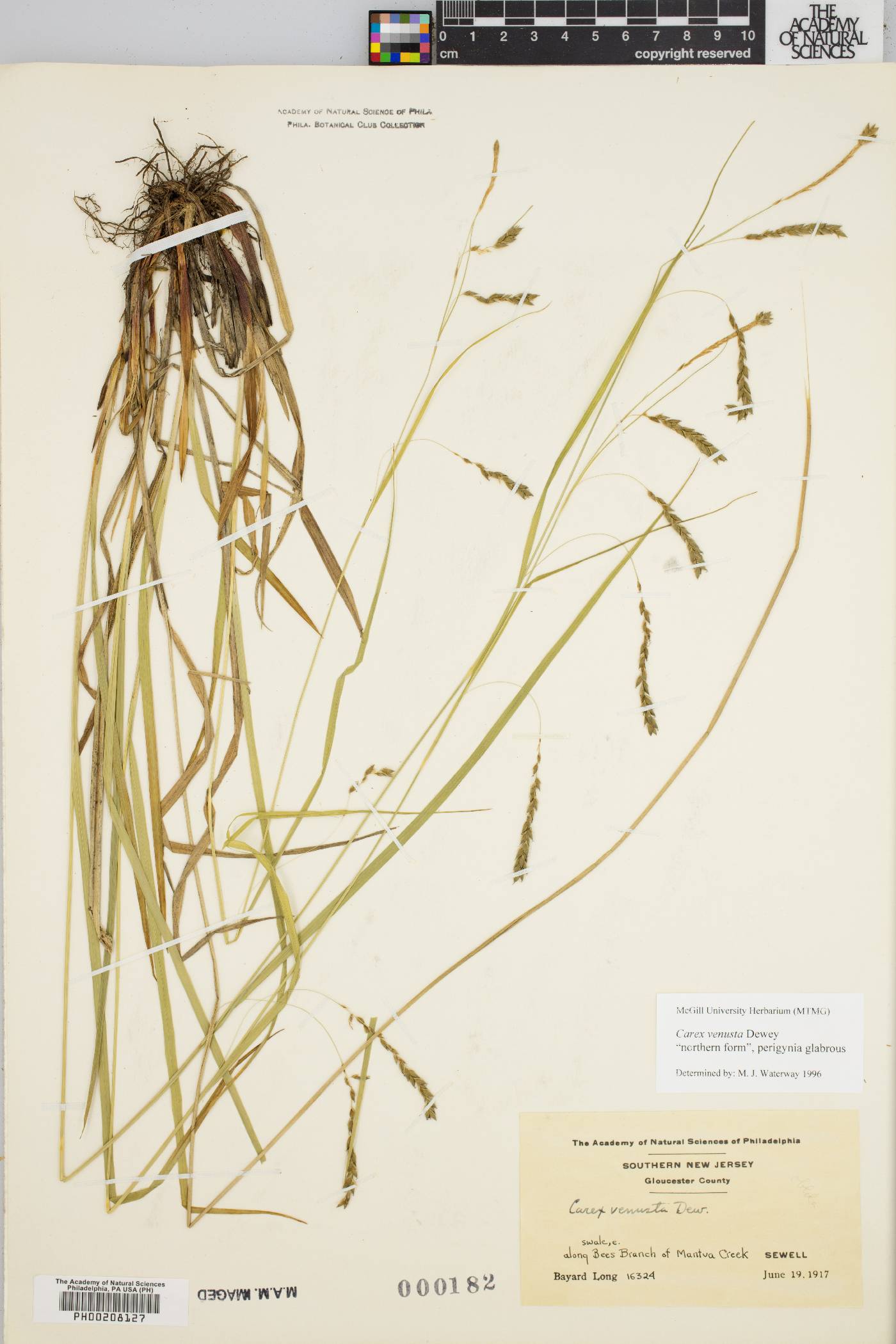 Carex venusta image