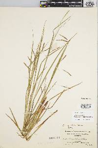 Carex venusta image