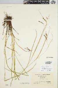 Carex venusta image