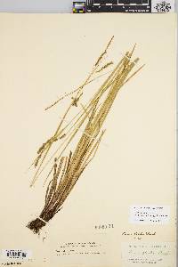 Carex venusta image