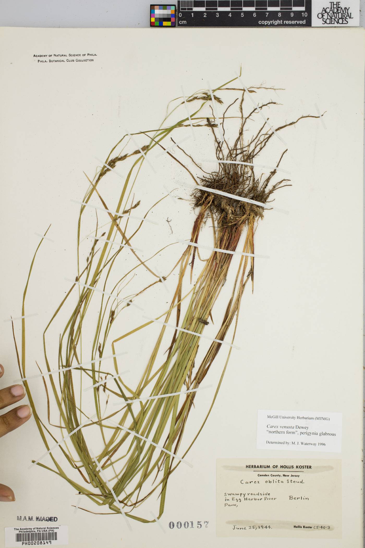 Carex venusta image