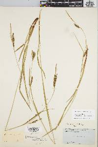 Carex venusta image