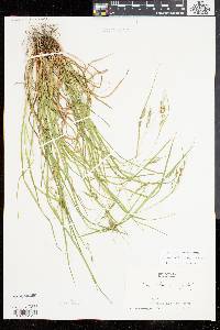 Carex debilis var. rudgei image