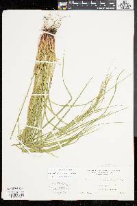 Carex debilis var. rudgei image