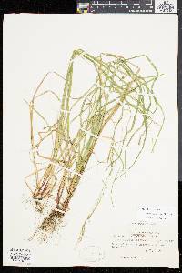 Carex debilis var. rudgei image