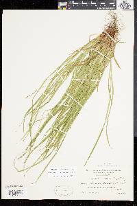 Carex debilis var. rudgei image