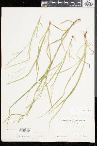 Carex debilis var. rudgei image