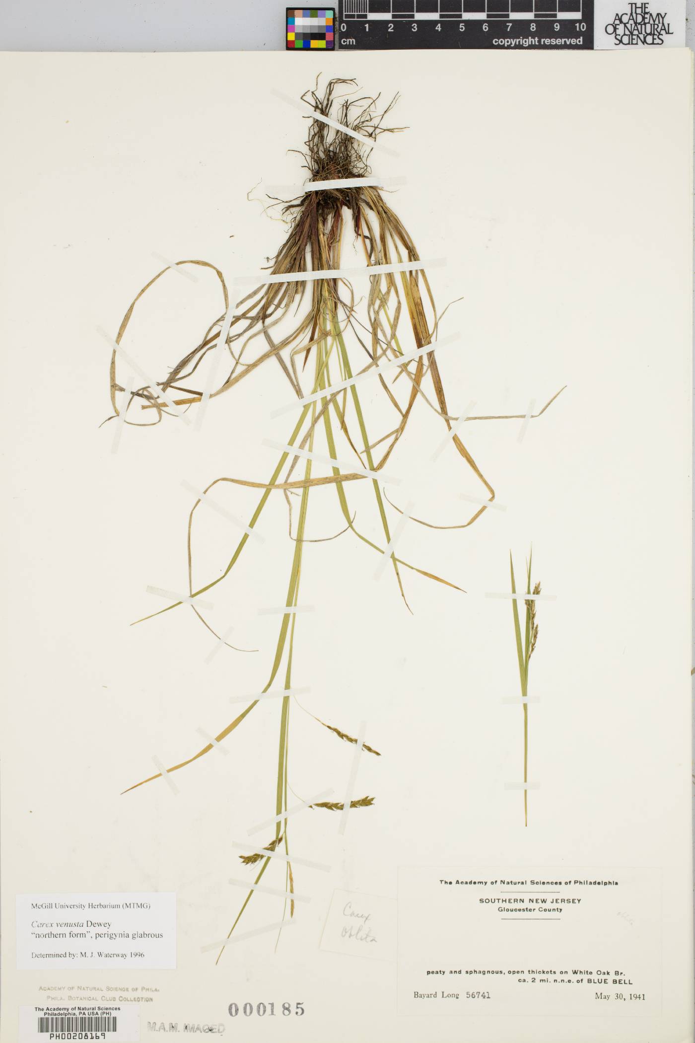 Carex venusta image