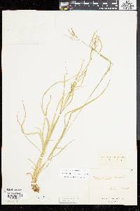 Carex debilis var. rudgei image