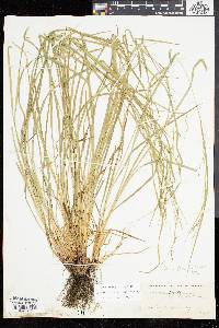 Carex debilis var. rudgei image