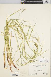 Carex debilis var. rudgei image