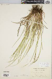 Carex debilis var. debilis image