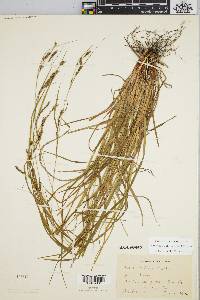 Carex debilis var. rudgei image