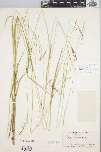 Carex venusta image