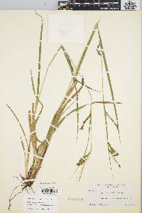 Carex venusta image