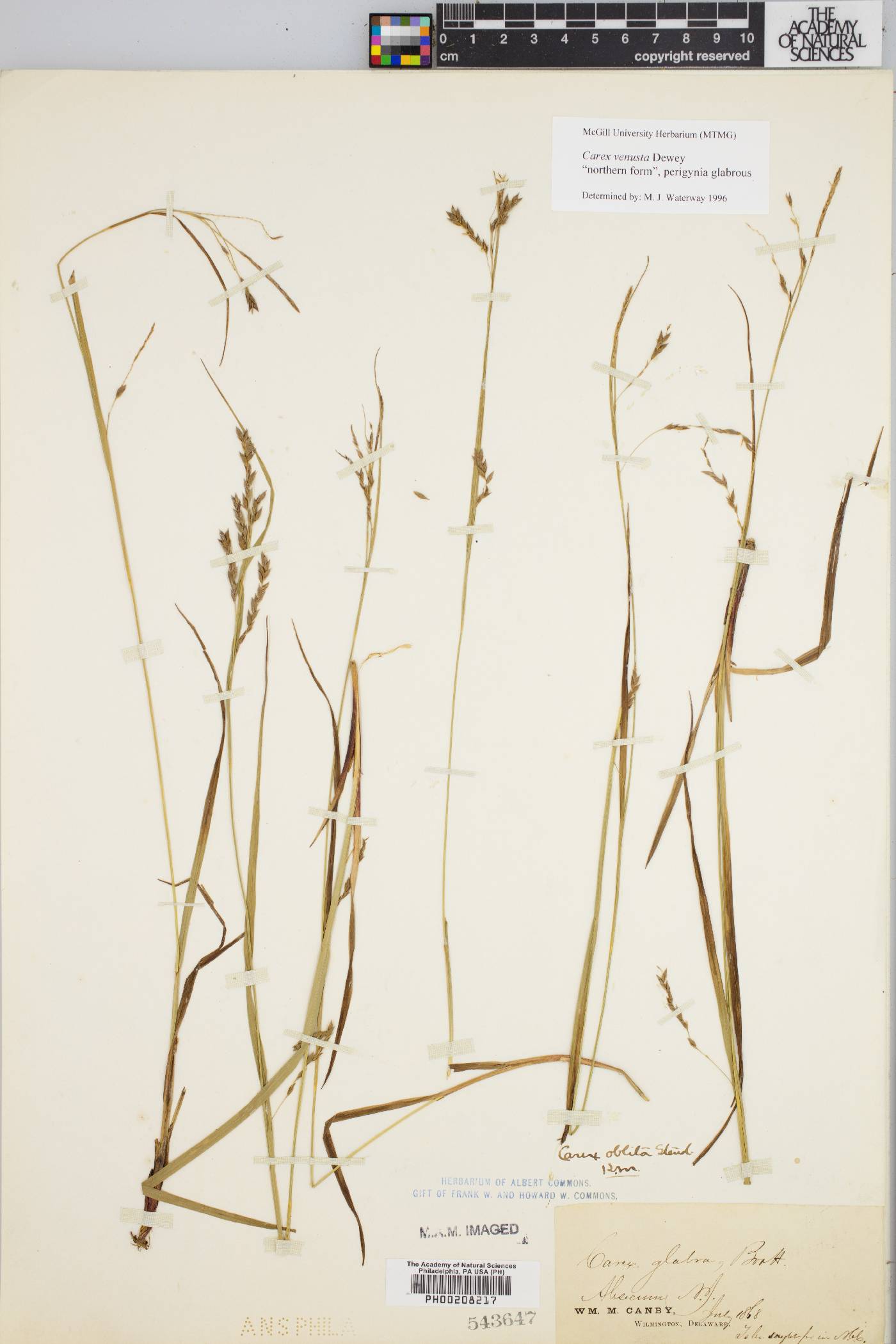 Carex venusta image