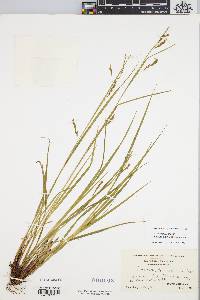 Carex venusta image