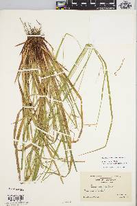 Carex venusta image