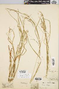 Carex debilis var. rudgei image