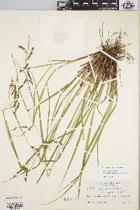 Carex venusta image