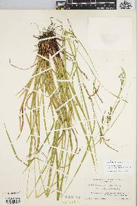 Carex venusta image