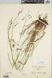 Carex arctata image