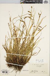 Carex arctata image