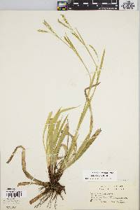 Carex arctata image